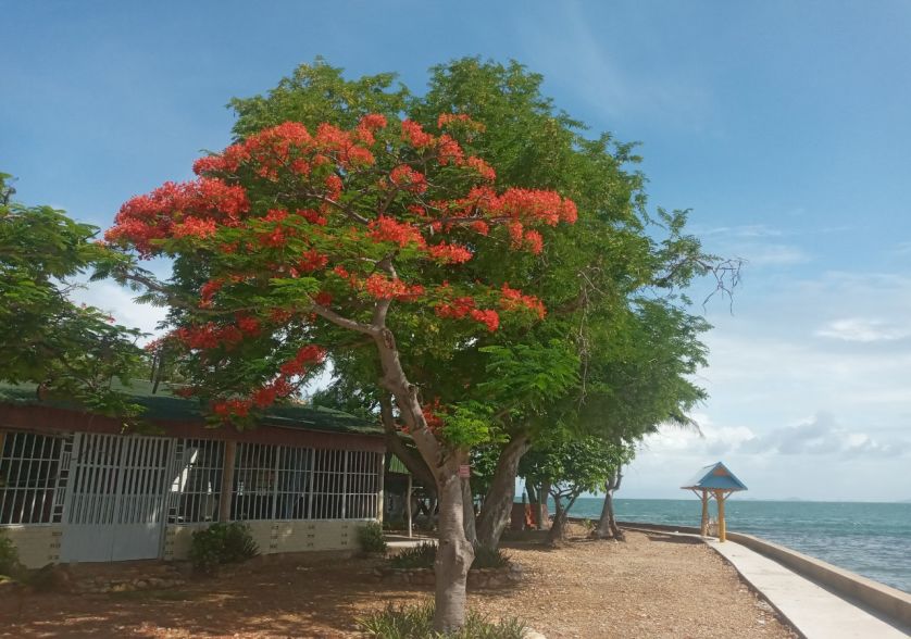 Khung cảnh trên đảo Bà Lạu hòn Đầm đườc